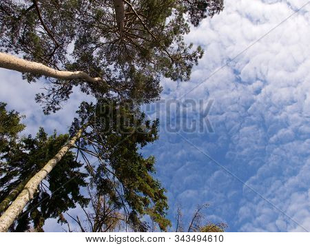 View Of Blue Cloudy Sky And Tree Canopy From Below