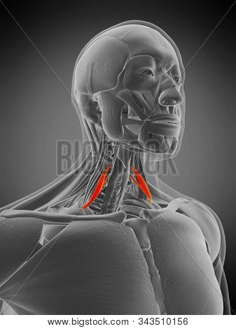 3d rendered medically accurate muscle anatomy illustration - scalene anterior
