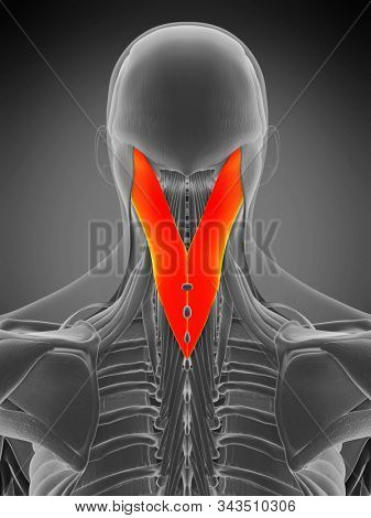 3d rendered medically accurate muscle anatomy illustration - splenius capitis