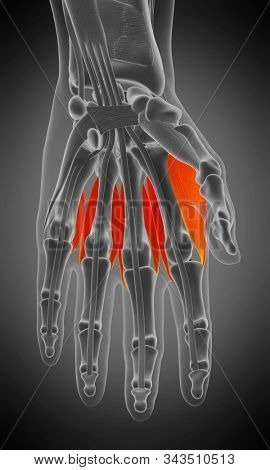 3d rendered medically accurate muscle anatomy illustration - dorsal interosseous