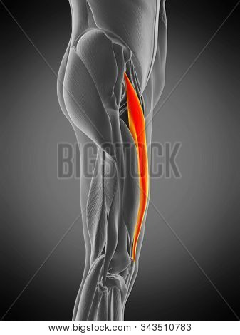 3d rendered medically accurate muscle anatomy illustration - rectus femoris