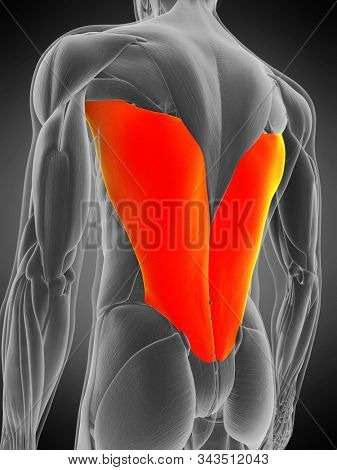 3d rendered medically accurate muscle anatomy illustration - latissimus dorsi
