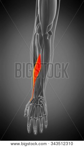 3d rendered medically accurate muscle anatomy illustration - abductor pollicis longus