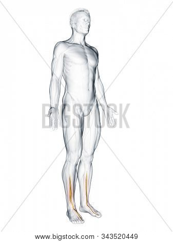 3d rendered muscle illustration of the extensor hallucis longus