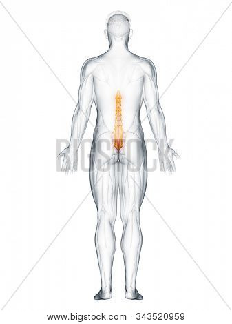 3d rendered muscle illustration of the multifidus