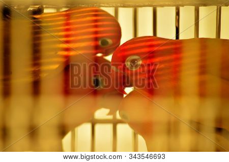 Two Couple Of Orange Yellow Parrot Birds