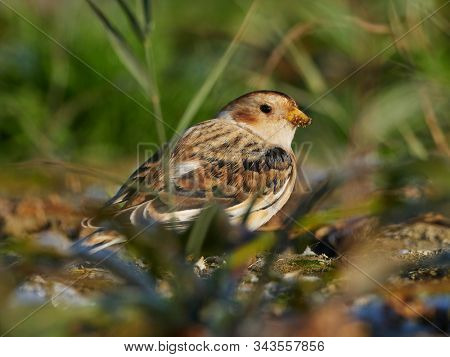 Snow Bunting (Plectrophenax nivalis) male in winter plumage