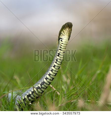 funny snake (natrix natrix) with dried water grass on the head