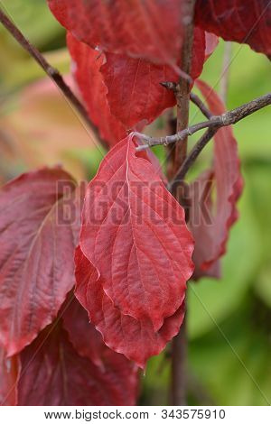 Flowering Dogwood Cherokee Princess - Latin Name - Cornus Florida Cherokee Princess