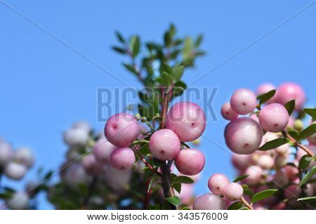 Prickly Heath Pink Berries - Latin Name - Gaultheria Mucronata (pernettya Mucronata)
