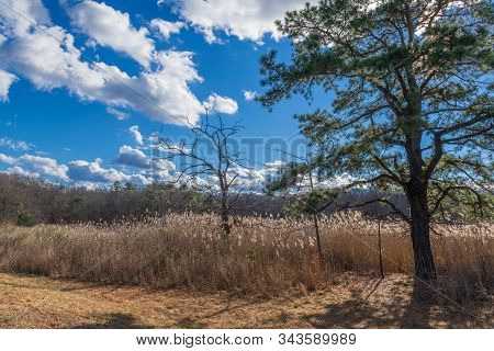 Bright Sunlight On This Meadow On A Clear Winter Day In Cheesequake Park In Monmouth County New Jers