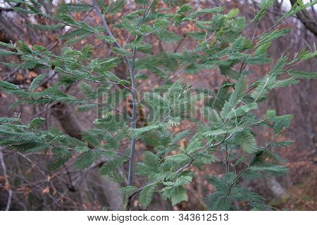 Leaves And Trunks Of Young Trees, Acacia Corniger Close-up.