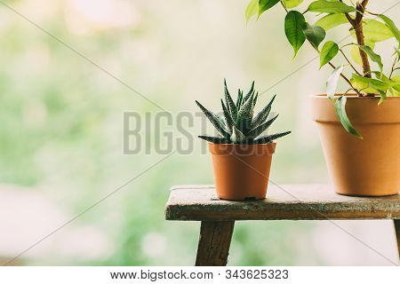 Home Plants In Pots Outdoors. Toned Image.