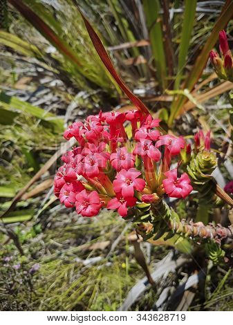 Plants And Flowers At Table Mountain National Park In Cape Town, South Africa. Beautiful Plants From