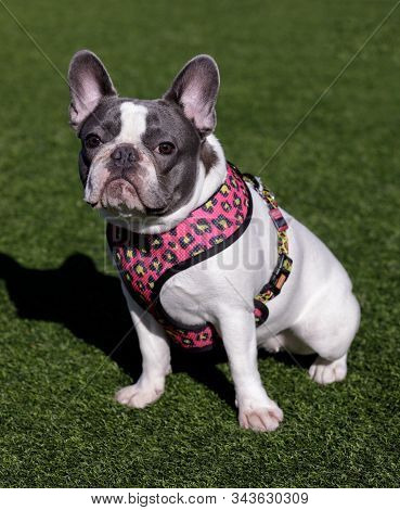 Piebald French Bulldog Sitting And Looking At Camera. Off-leash Dog Park In Northern California.
