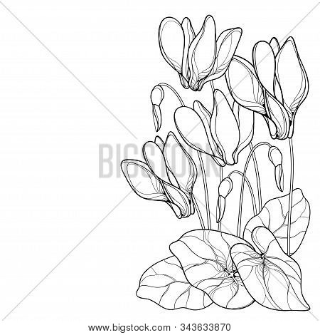 Vector Corner Bouquet Of Outline Cyclamen Or Alpine Violet Bunch, Bud And Leaf In Black Isolated On 