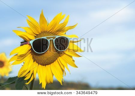 Yellow Sunflower With Sunglasses Against A Blue Sky, On Summer Sunny Day. Happy And Sunny Summer Con