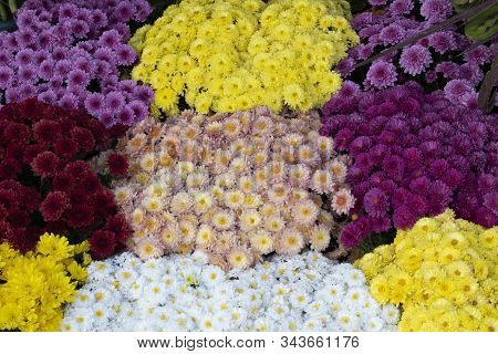 Dahlia Pinnata Flower In Many Colors In The Same Picture. They Have Different Colors. Photo Was Take