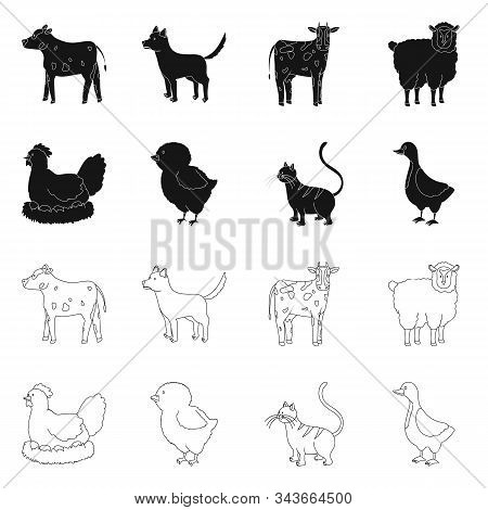 Vector Design Of Breeding And Kitchen Icon. Collection Of Breeding And Organic Vector Icon For Stock