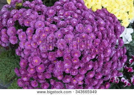Dahlia Pinnata Purple Is A Very Beautiful Flower.