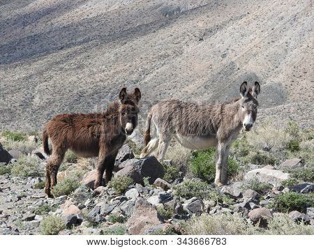 A Couple Of Wild Burros Roaming The Desert, Near The Old Ghost Town Of Marietta, Mineral County, Nev