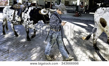 Fort Worth,texas, Jan.4,2020 - Longhorn Cattle Drive At The Fort Worth Stockyards. Cowboy Texting An