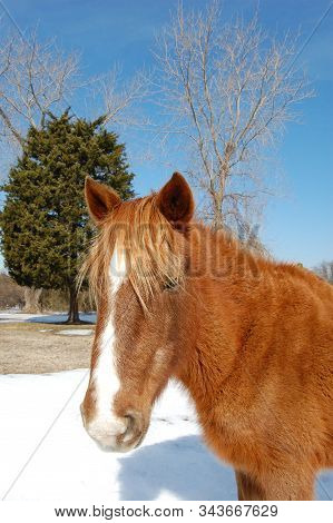 Wild Horse, Enjoying The Warmth Of The Sun, On A Chilly Winters Day, On Assateague Island, Maryland.