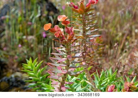 Flora Of Mount Etna Volcano, Seasonal Blossom Euphorbia Rigida, Gopher Spurge, Upright Myrtle Spurge