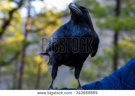 Smart Black Canary Crow Or Raven Bird, Not Afraid Of People, On Forest Bench In Caldera De Taburient
