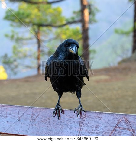 Smart Black Canary Crow Or Raven Bird, Not Afraid Of People, On Forest Bench In Caldera De Taburient