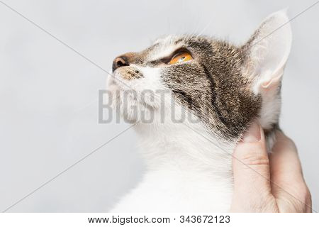 Portrait Of A Non-native Cat, Head Close-up.