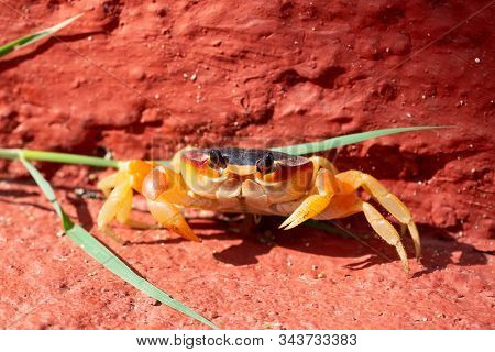 Close Up Macro Picture Of A Little Crab In The Sunshine. Taken At Ancon Beach, Trinidad, Cuba.