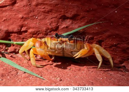 Close Up Macro Picture Of A Little Crab In The Sunshine. Taken At Ancon Beach, Trinidad, Cuba.