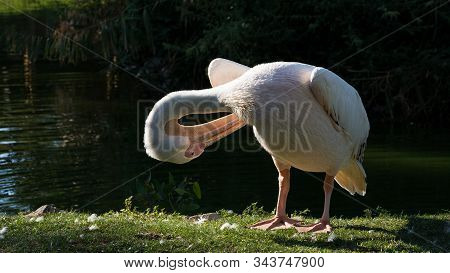 Photographs Of Birds, Wild Pelicans And Pelican Wildlife.