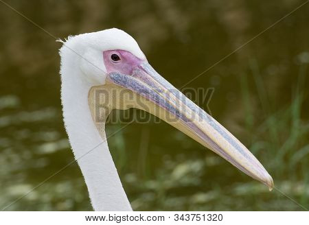 Photographs Of Birds, Wild Pelicans And Pelican Wildlife.