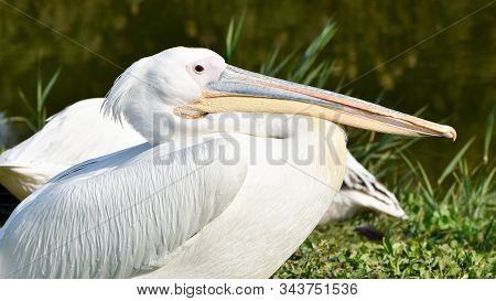 Photographs Of Birds, Wild Pelicans And Pelican Wildlife.