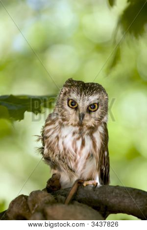 Sah wetzen Owl