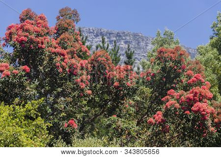 Pink Flowers At Table Mountain National Park In Cape Town, South Africa. Beautiful Plants From The S