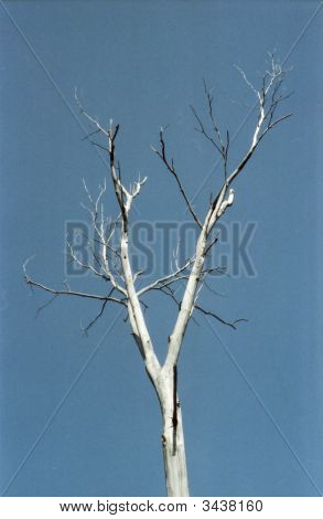 Albero nudo e cielo blu