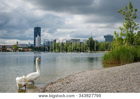 Mute Swans (cygnus Olor) And Old Danube River (alte Donau) On A Cloudy Day