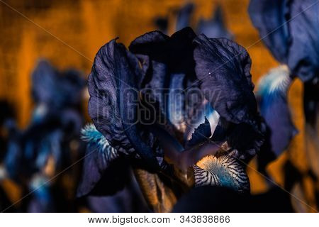 Bearded Iris Flower. Floral Background. Green Thumb Concept. Home Gardening. Botanical Garden. Bluef