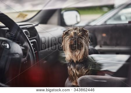 Yorkshire Terrier. Little Cute Dog In Car. Dog Left Alone In Locked Car. View From Window. Abandoned