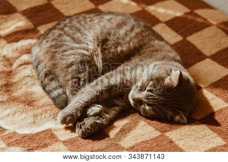 Cute Cat Sleeps At Home In Bed In The Sun. Rest, Relaxation, Rumbling. View From Above. Little Kitty