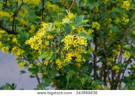 Yellow Blossoms Fruiting Bushes Josta Hybrid Currant And Gooseberry