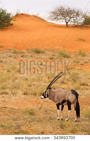 The Gemsbok Or Gemsbuck (oryx Gazella) Standing On The Red Sand Dune With Red Sand And Dry Grass Aro