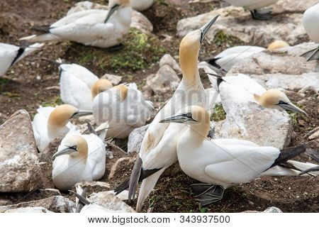 Gannets On Rocks In Saltee Islands. Ireland.