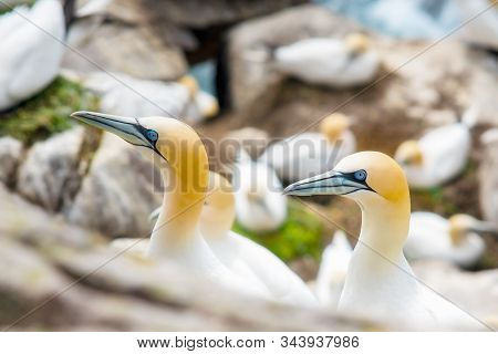 Gannets On Rocks In Saltee Islands