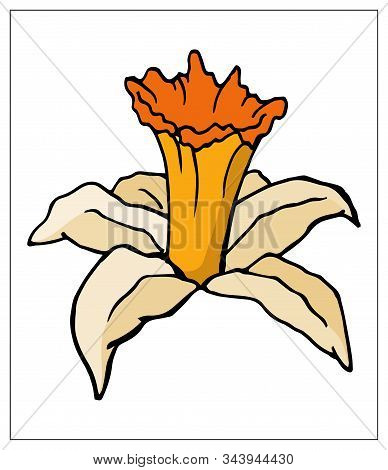 Vector Floral Illustration With Daffodil Flower Isolated On A White Background.