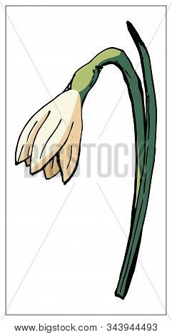 Vector Floral Illustration With Daffodil Flower Isolated On A White Background.