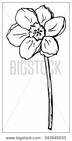 Vector Floral Illustration With A Silhouette Of Daffodil Flower.